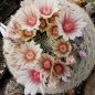 Preview: Mammillaria candida